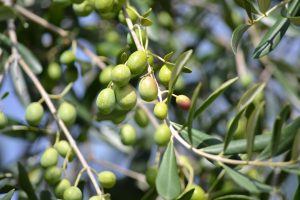 huiles d'olive