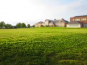 Un terrain vide avec une pelouse verte