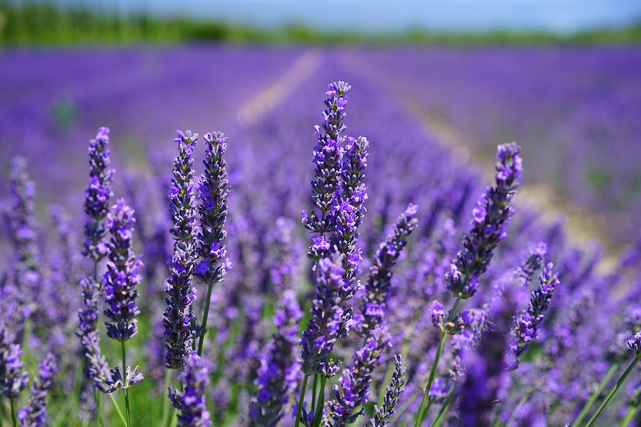 5 choses à faire dans le Luberon